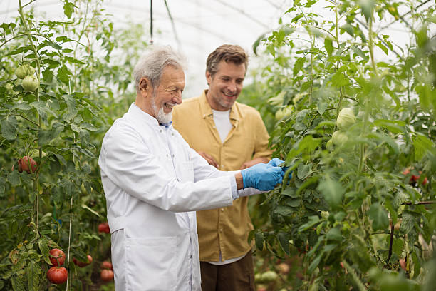 Agricultural engineer examining tomato plants with farmer in greenhouse