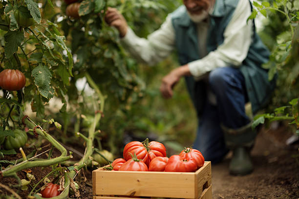 Senior man harvesting fresh organic tomatoes in garden
