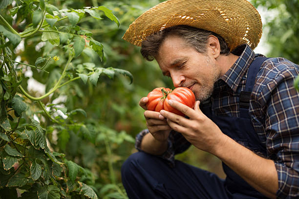 Happy farmer wearing a straw hat and overalls, smelling a freshly picked organic heirloom tomato in a lush greenhouse garden