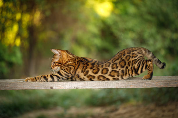 Bengal cat cleans itself outdoors on cabin deck