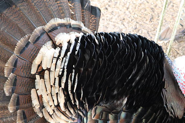 Close-up Turkey with black feathers