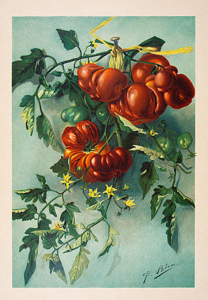 1891 Antique botanical illustration of heirloom tomatoes on vine