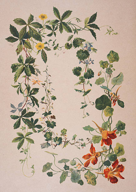 1893 Antique botanical illustration of flowering vines and ornamental plants