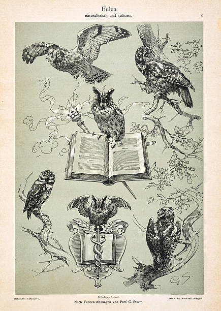 1890 Antique decorative illustration of owls with book and emblem