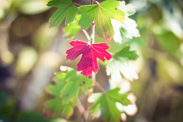 single red leaf on a tree among all the green ones, illuminated by sunlight.