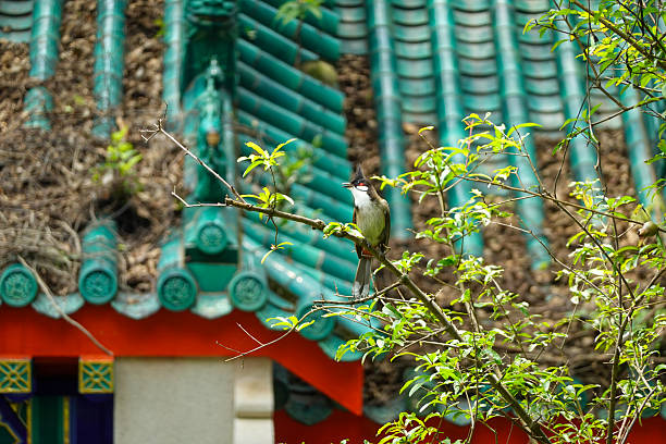 Small bird perched on leafy branches in front of green ceramic roof tiles and ornate eaves. A close-up view mixing wildlife with traditional architectural textures.