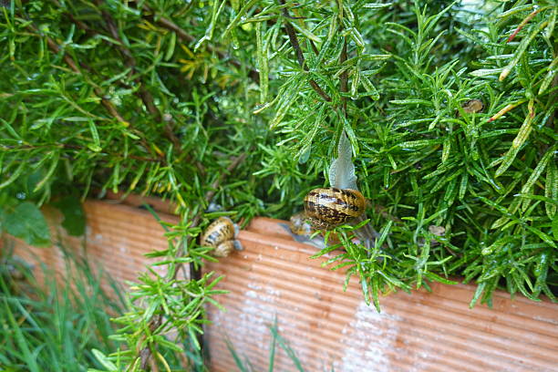 Garden snails slowly moving along wet rosemary branches and a wooden edge, displaying natural outdoor life