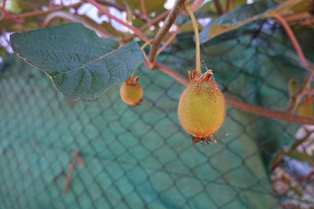 Kiwifruit plant developing unripe fruit and green leaves, showing natural growth in garden or orchard