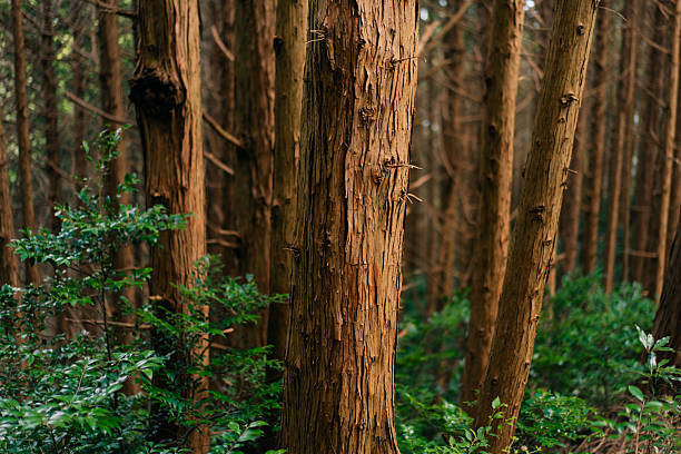 shikoku, japan - 3 august 2025 rupe bark plan of trees in forest, cedar. High quality photo