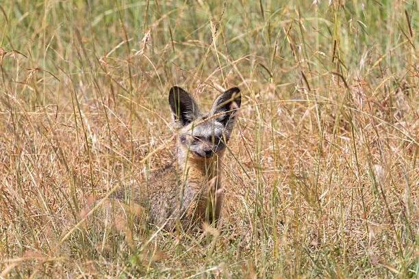 Bat-eared fox in dry grass and looking at the camera