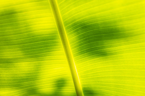 Textures Of A Banana Leaf, highlighting organic patterns and smooth surfaces, ideal for eco friendly design, food, or natural branding visuals.