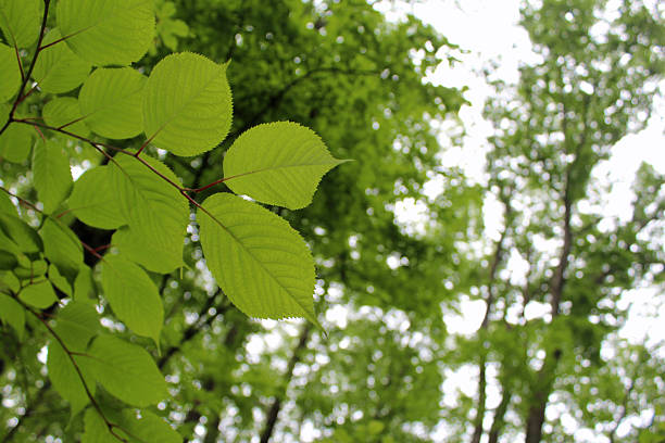 Summer resort scenery in Karuizawa