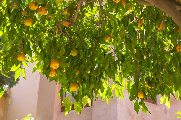 Orange tree branches displaying ripe fruit and green leaves under bright sunlight