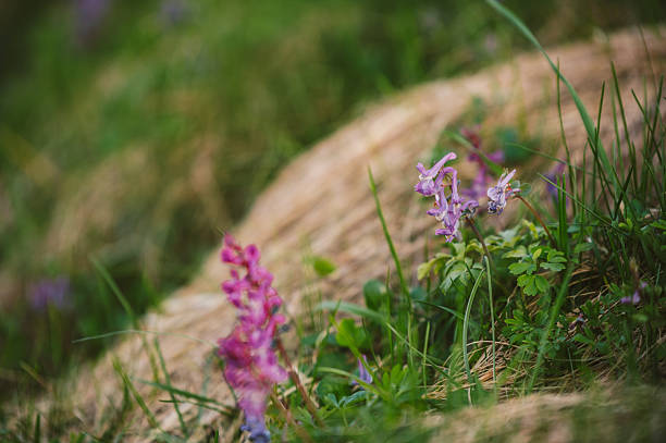 Corydalis solida / Wild Flowers in the nature