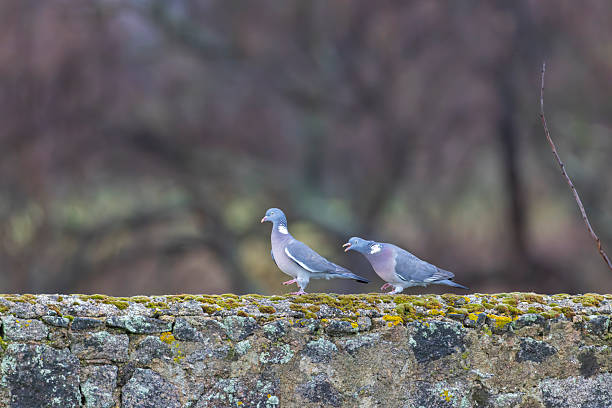 Two wood pigeons communicating on a stone wall, one vocalizing, in Gatteville le Phare, Normandy, France