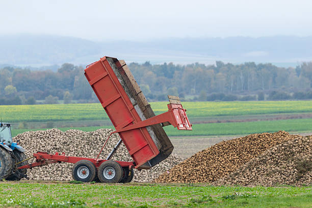 Sugar beet harvesting in a field where one machine picks up the potatoes and loads them in a trailer pulled by a tractor that is driving alongside the harvester.