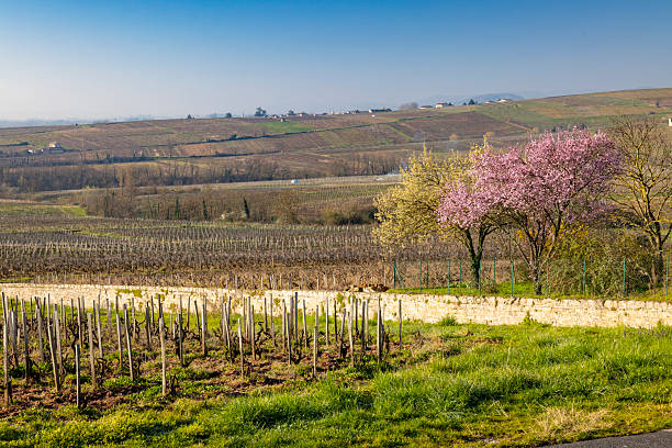 Bourgogne Franche Comte vineyard landscape showing rows of vines and trees during springtime