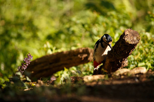 A great spotted woodpecker perched on a tree branch over green grass in a spring forest, turning its head from side to side.