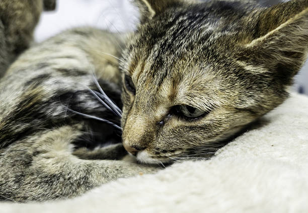 Detail of domestic animals abandoned in the street, animal abuse