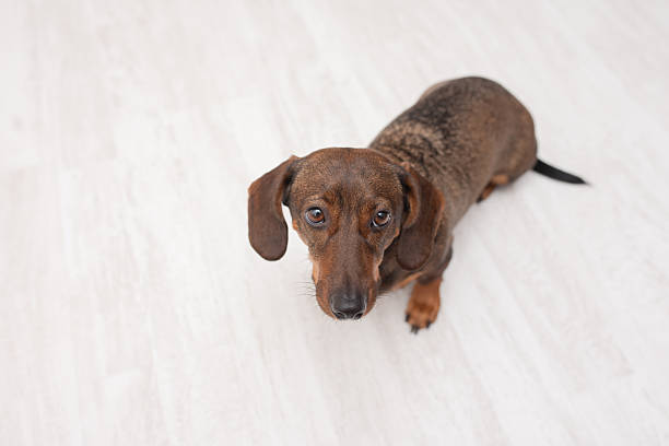 Cute dachshund looking up at camera on light floor with copy space, pet care products, or domestic lifestyle.