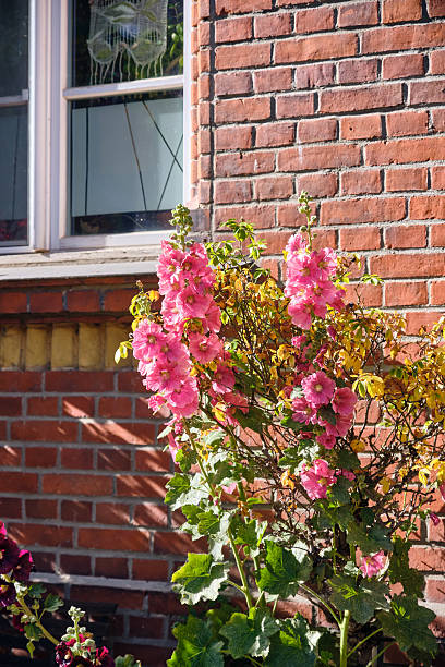 Pink Hollyhocks Blooming Near Brick Wall and Window in Stralsund Germany Mecklenburg-Vorpommern on a Sunny Day in Summer