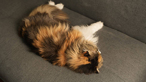 Fluffy calico cat resting peacefully on gray sofa, showcasing its beautiful fur and relaxed demeanor