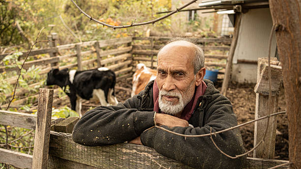 Senior adult farmer with white beard standing, looking at the camera, leaning on a wooden fence inside a muddy corral with two young calves, depicting rural life and livestock farming