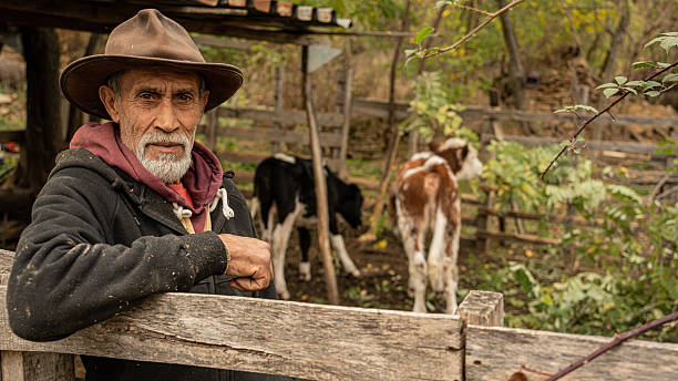 Mature rancher in hat and jacket leaning on a wooden fence, looking at camera with a young calf behind him, rustic outdoor portrait of rural livestock life