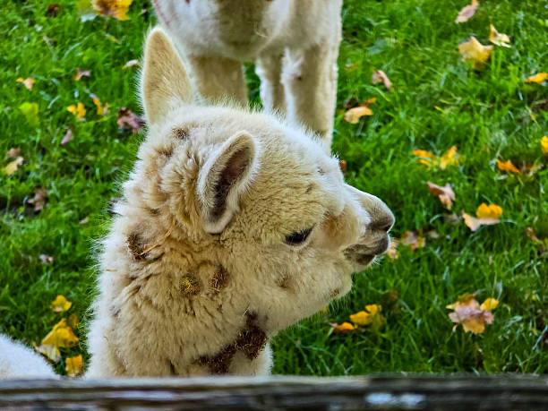 A close-up shot of two alpacas with thick wool eating grass in a meadow. The foreground shows a brown and white alpaca in profile, while another white alpaca is visible in the background. Natural outdoor scene with green grass and fallen autumn leaves.