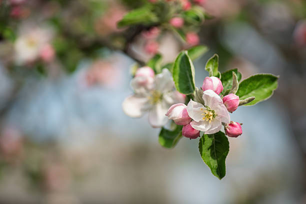 Delicate white and pink apple blossoms opening on a branch in soft focus, evoking springtime freshness, new life and serene garden beauty in gentle light