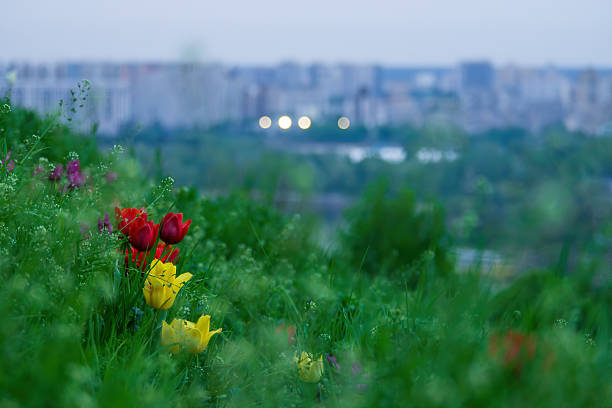 Colorful red and yellow tulips blooming wild on a green grass hillside under a soft evening sky, with the blurred city skyline of Kyiv, Ukraine in the background