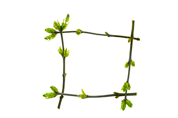 spring composition with green branches and young leaves on white background. Clean natural background with large copy space.