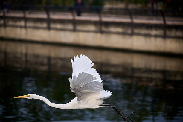Great Egret flying low over a lake in Ajmer