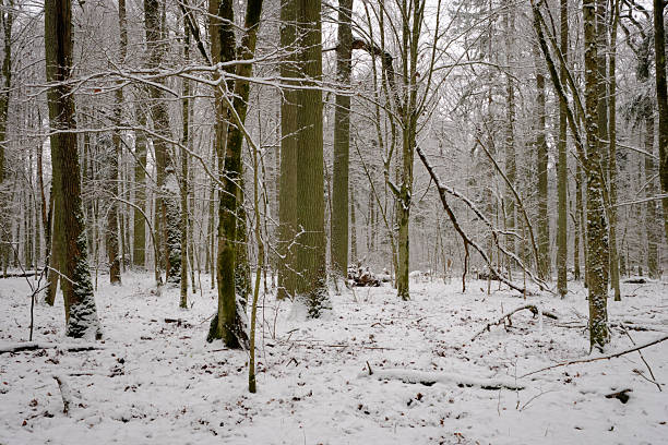 Wintertime landscape of snowy deciduous stand with spruce trees broken in foreground, Bialowieza Forest, Poland, Europe