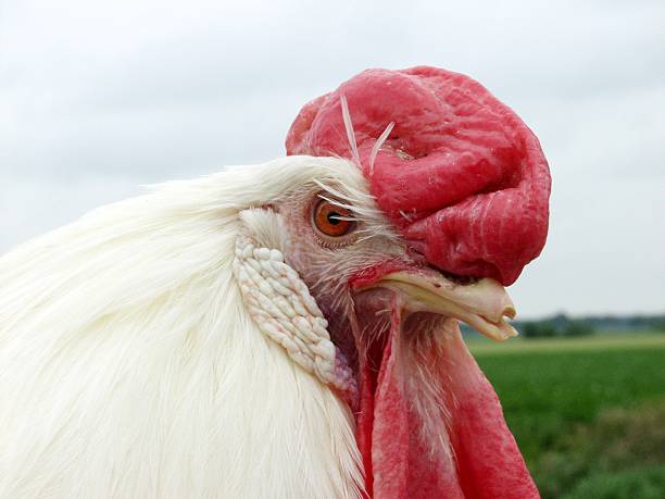 Rooster in a cage at county fair
