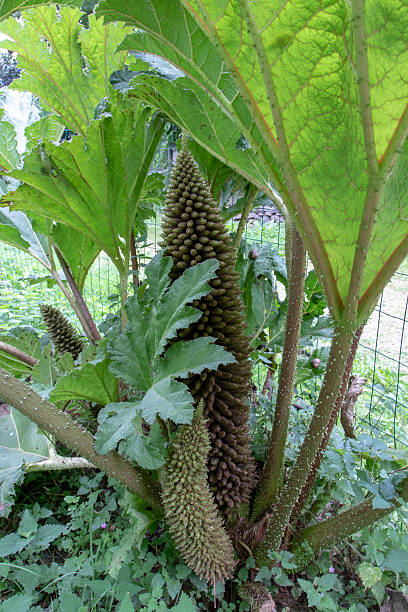 Flowering Gunnera tinctoria giant rhubarb, Chilean rhubarb, nalca or quirusilla with massive cone-shaped panicles. A dramatic South American plant valued for food, dye, and bold ornamental form.