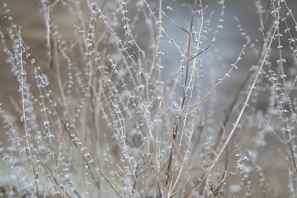 Dried decorative plant stems on a garden flower bed in late autumn or winter. Soft gray blurred background with garden textures and selective focus creates a calm, seasonal atmosphere.