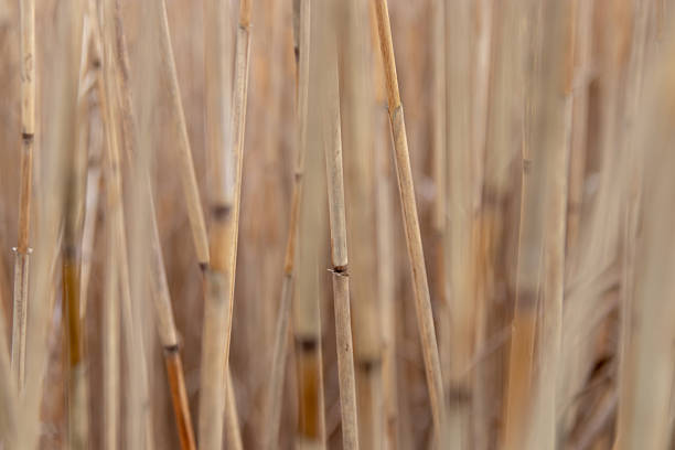 A close-up of reed inflorescences bowing under the weight of fresh white snow against a bright cloudy sky. The thin golden stems contrast with the cold white color, creating an elegant and laconic winter composition.