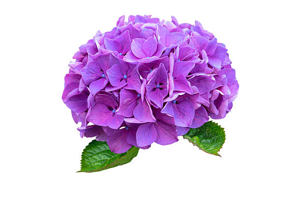 Hydrangea flower