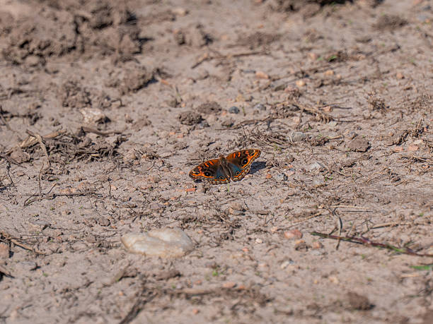 istock Blue Pansy Butterfly Resting on Dry Soil 2257929157
