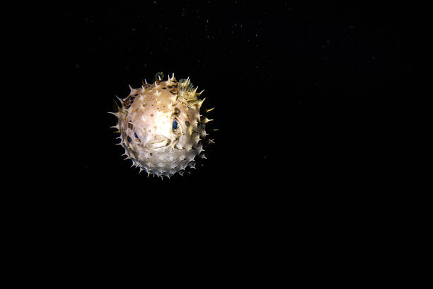 titan triggerfish