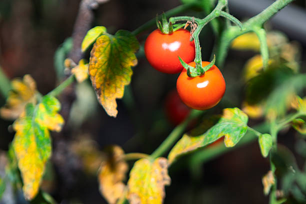 Ripe red tomatoes against the backdrop of yellowing leaves with brown spots. Developing fruit on a tomato plant against a dark, blurred background