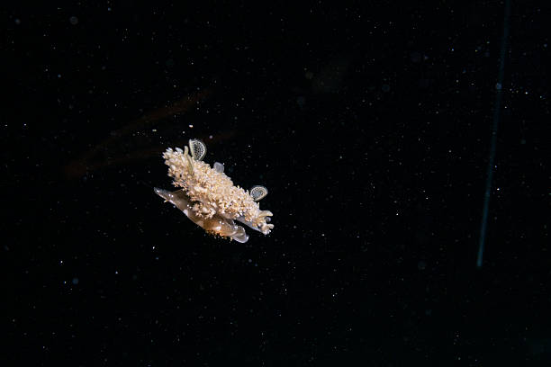 Nudibranch photographed drifting in dark water during a night dive in Komodo National Park, Indonesia.