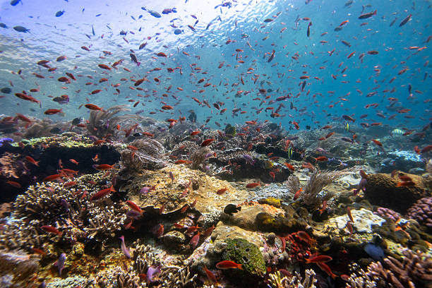 Shallow tropical coral reef with numerous reef fish swimming above corals in Komodo National Park, Indonesia.