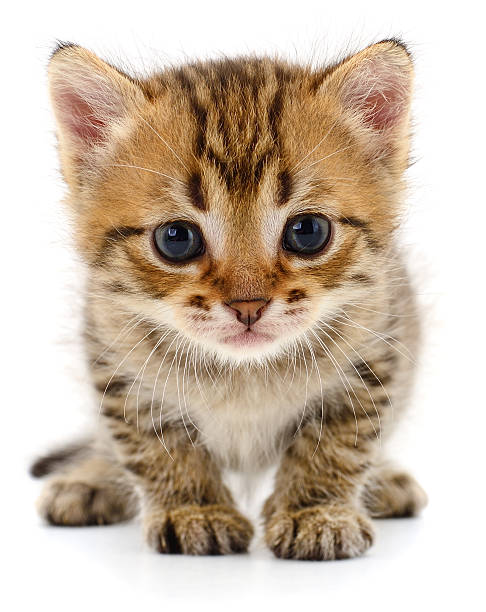 Authentic photography of a tiny striped kitten. Real camera capture of a cute domestic pet face isolated on white background. Natural shot of an adorable baby cat with big eyes.