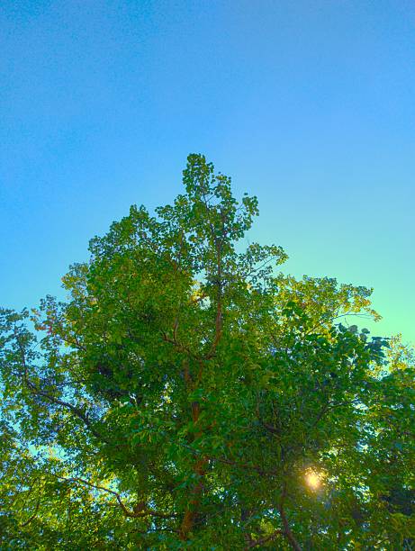 Low angle view of a tall green deciduous tree with dense foliage against a bright clear blue sky. Photographed in Schlosspark Laxenburg, Austria, on a sunny summer day.