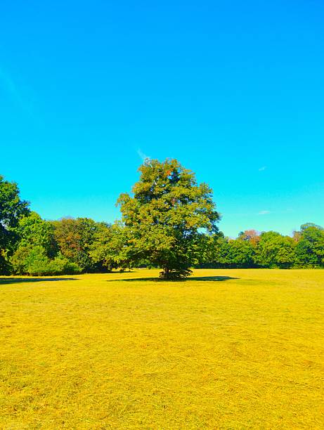 Single tree standing in a wide grassy meadow with clear blue sky in Laxenburg Castle Park near Vienna, Austria.