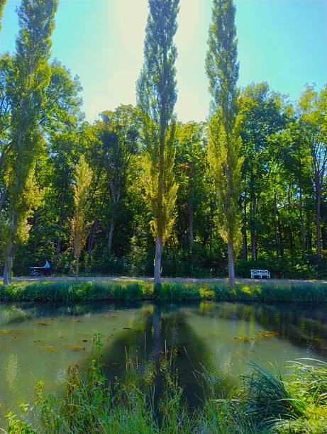 Peaceful landscape featuring a calm water canal reflecting tall green poplar trees in Schlosspark Laxenburg, Austria. A sunny summer day with blue sky and lush greenery in a historic garden.