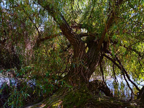 Close-up of a massive old willow tree trunk with textured rough bark leaning over a pond. Green leaves and moss on a tree in a natural water landscape in summer.