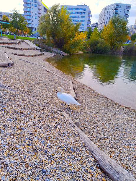 graceful mute swan walking on a stone shore of an artificial lake. In the background, contemporary apartment buildings of Seestadt Aspern district in Vienna.